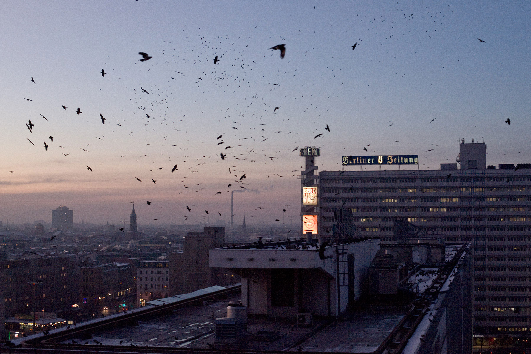 Jackdaws fly over Berlin evening sky