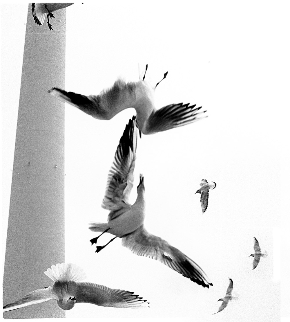 Seagulls flying at the TV tower
